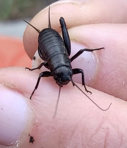 Réf. 294 570 : Gryllinae inconnu